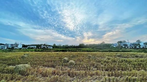 新职业崛起乡村：农艺师、经纪人、导游共绘乡村振兴新画卷